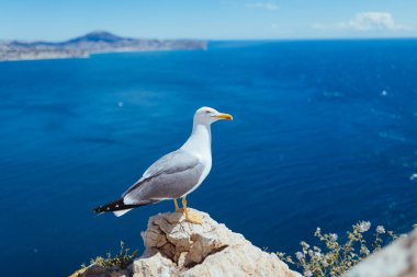 Kayalarda, deniz ufkunda deniz ve beyaz bulutlu dağlarda martıların kapalı portresi..