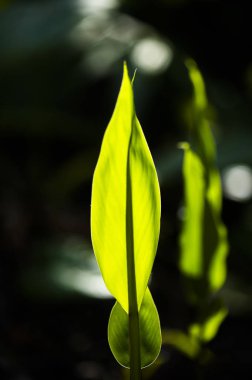 Siyah arkaplanda yeşil yapraklar.