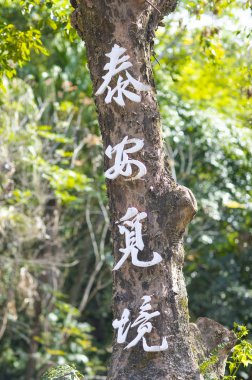 Ormandaki ağaç gövdesinde hiyeroglifler var. 