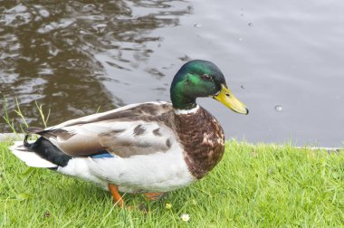 Drake çimenlerde yürüyor.