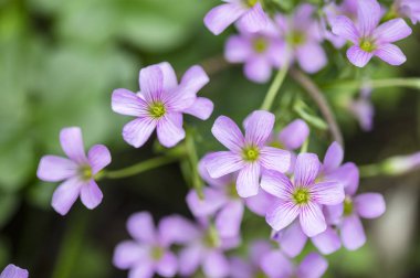 Güzel pembe çiçekler, çiçekli arka plan.