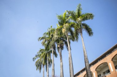 Binanın önünde bir sıra palmiye ağacı..