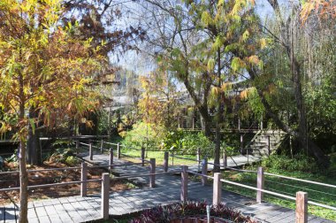 Güneşli parkın sonbahar manzarası