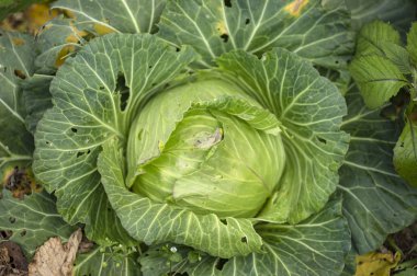 Bahçede lahana yetişiyor..