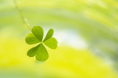 Açık arkaplanda taze yeşil yaprak