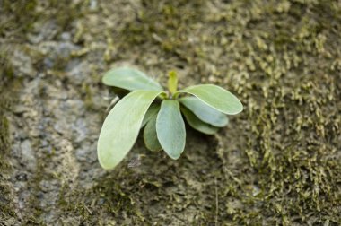 Bahçedeki genç bitki