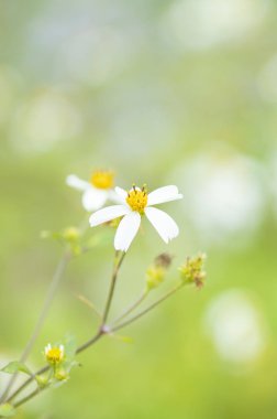 Beyaz papatya çiçeği.