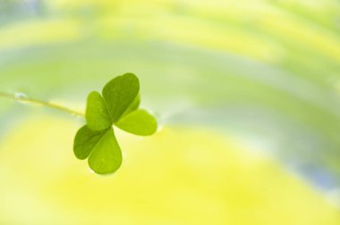 Açık arkaplanda taze yeşil yaprak