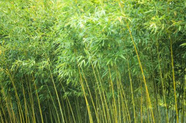 Yeşil ve gür bambu koruluğu.