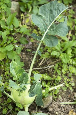 fresh vegetable plants on field