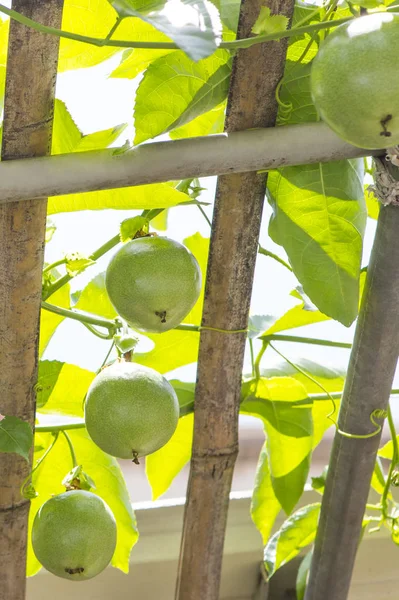 Frutas Tropicales Maduración Verde — Foto de Stock