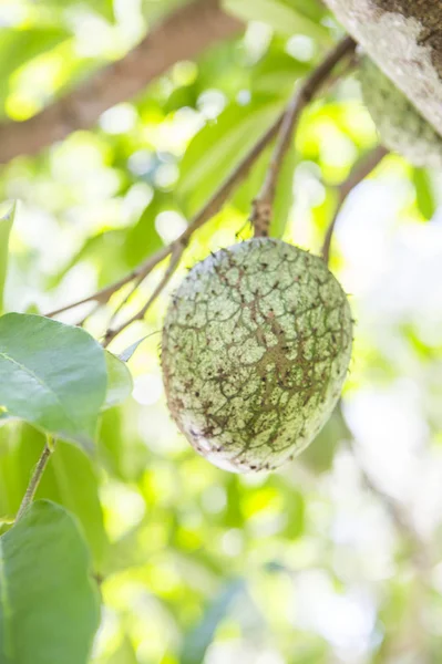 Fruta Tropical Maduración Verde — Foto de Stock