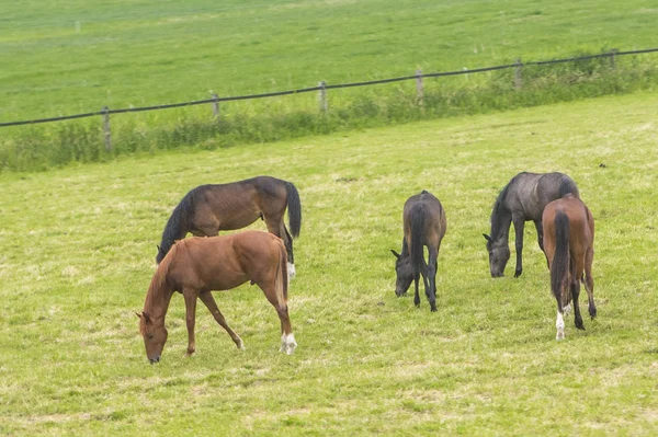 Horses Grazing Green Field — Stock Photo, Image