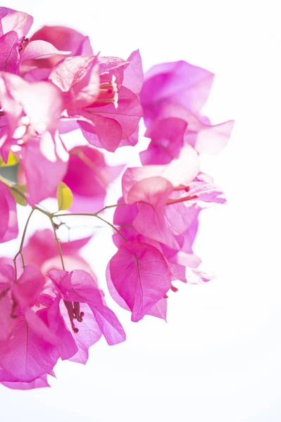 Belas Flores Cor Rosa Fundo Floral — Fotografia de Stock