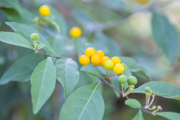 Bacche Gialle Foglie Verdi — Foto Stock