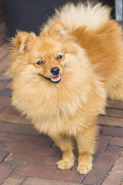 Ginger Γερμανικός Σκύλος Spitz — Φωτογραφία Αρχείου