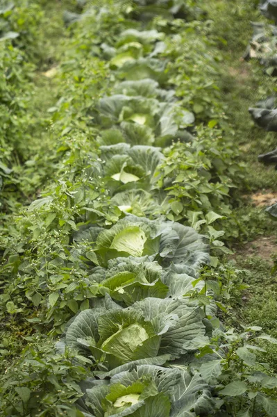 Bahçede Lahana Yetişiyor — Stok fotoğraf