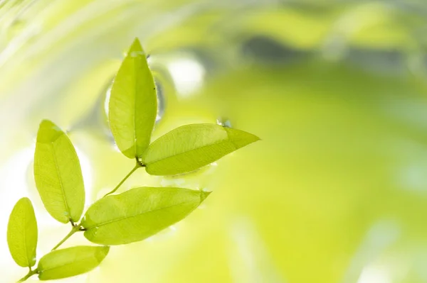 Green Leaves Light Background — Stock Photo, Image