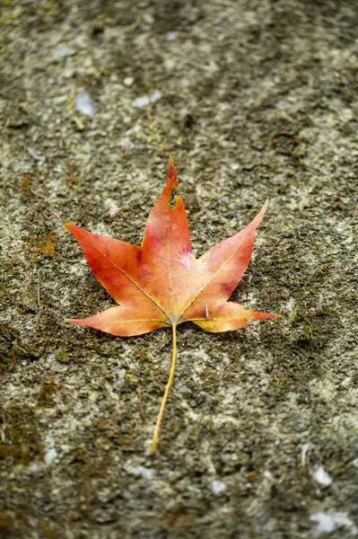 Feuille Érable Rouge Automne — Photo