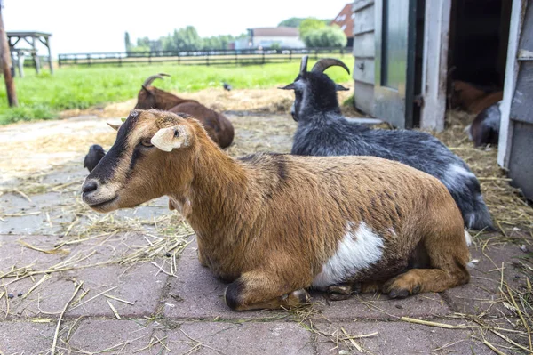 Çiftlikteki Keçiler — Stok fotoğraf