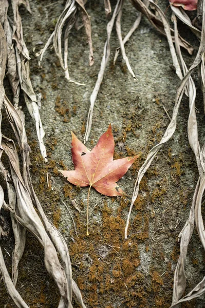 Podzimní List Zemi — Stock fotografie
