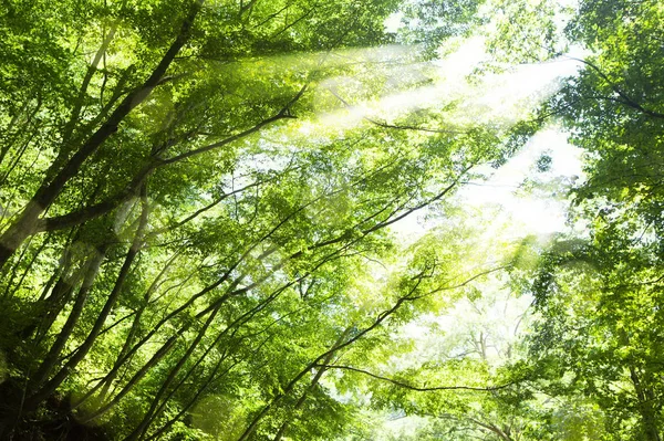 Słońce Przełamuje Zielone Drzewa — Zdjęcie stockowe