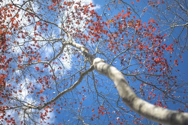 五彩缤纷的秋树和蓝天 — 图库照片
