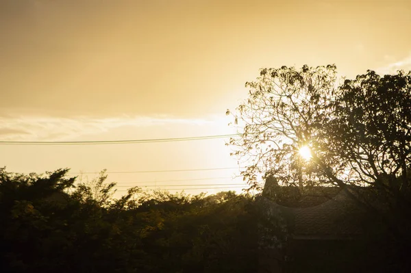 黄天黄树相映成趣的日落景观 — 图库照片