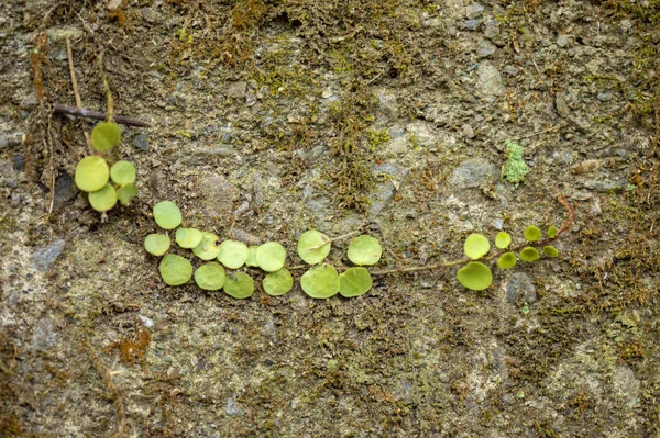 青苔叶落在地上 — 图库照片