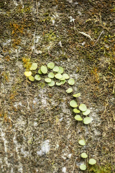 青苔叶落在地上 — 图库照片