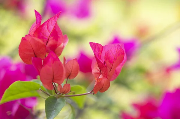 Όμορφα Ροζ Λουλούδια Φλοράλ Φόντο — Φωτογραφία Αρχείου