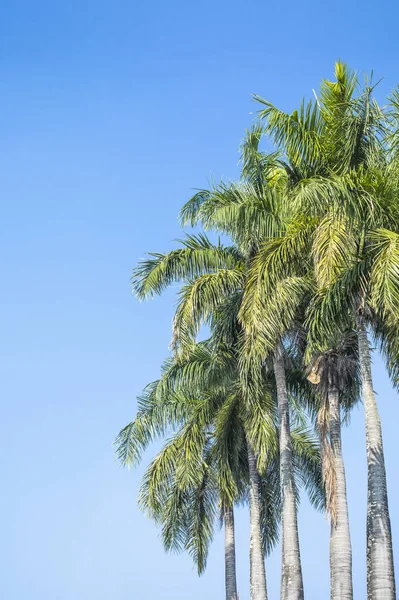 青い空に対するヤシの木の行 — ストック写真