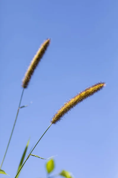 Belles Plantes Printanières Gros Plan — Photo