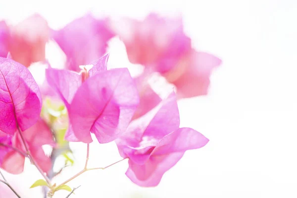 Красивые Розовые Цветы Цветочный Фон — стоковое фото