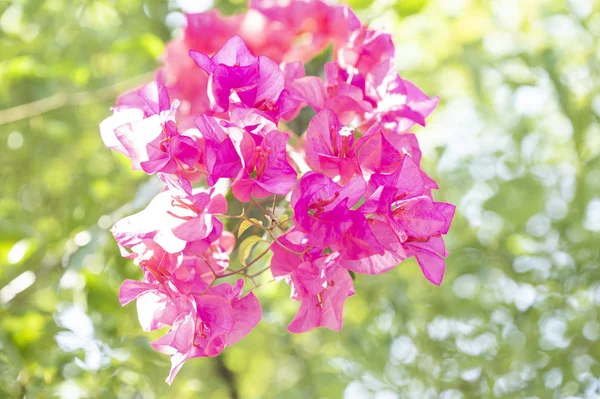 Όμορφα Ροζ Λουλούδια Φλοράλ Φόντο — Φωτογραφία Αρχείου