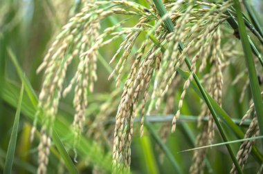 Rice çeltik tarlası yakın plan, pirinç bitkileri arka plan