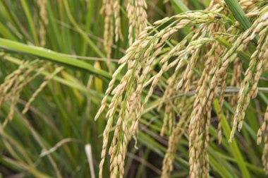 Rice çeltik tarlası yakın plan, pirinç bitkileri arka plan