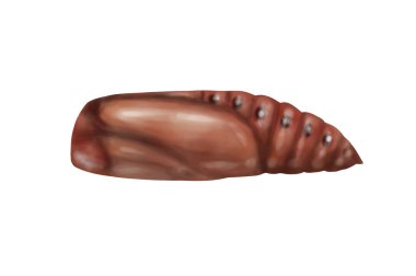 Larva çizimi beyaz arkaplanda izole edildi 