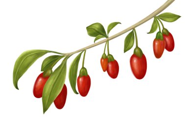 Beyaz arkaplanda Red Rowan meyveleri dalı