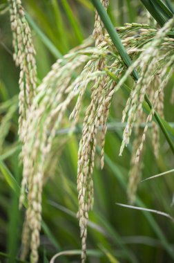 Rice çeltik tarlası yakın plan, pirinç bitkileri arka plan