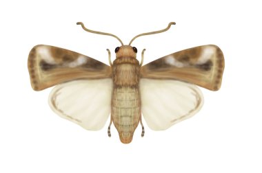 Kelebek çizimi beyaz arkaplanda izole edildi 