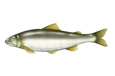 Beyazın üzerinde izole edilmiş bir balık tasviri