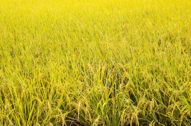 Rice çeltik tarlası yakın plan, pirinç bitkileri arka plan