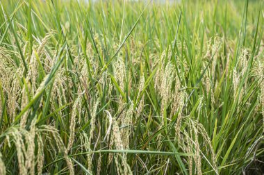 Rice çeltik tarlası yakın plan, pirinç bitkileri arka plan