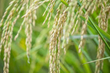 Rice çeltik tarlası yakın plan, pirinç bitkileri arka plan