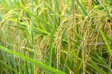 Rice çeltik tarlası yakın plan, pirinç bitkileri arka plan