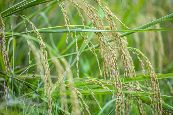 Rizs Hántolatlan Mező Közelkép Rizs Növények Háttér — Stock Fotó