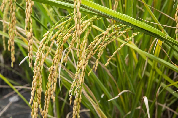 Rijst Padie Veld Closeup Rijst Planten Achtergrond — Stockfoto