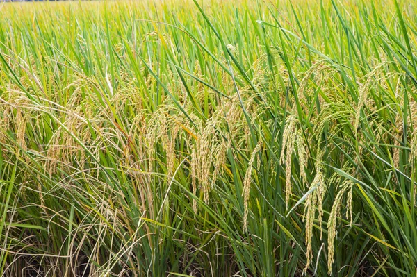 Rijst Padie Veld Closeup Rijst Planten Achtergrond — Stockfoto