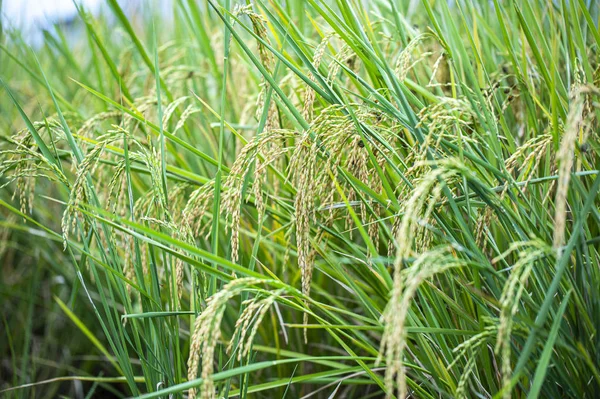 Rijst Padie Veld Closeup Rijst Planten Achtergrond — Stockfoto